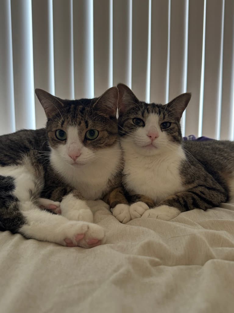 Miso and Toro the cats